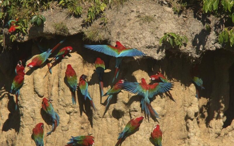 Manu National Park 4D/3N Ecotourism and Adventure - Experience and Highlights