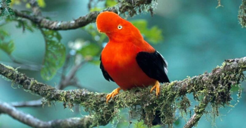 Manu National Park 4D/3N Ecotourism and Adventure - Itinerary Breakdown