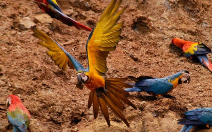 Manu National Park 4D/3N Ecotourism and Adventure - Day 3: Macaw Clay Lick and Birdwatching