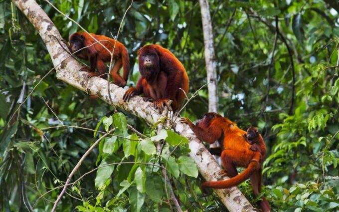 Manu National Park 4D/3N Ecotourism and Adventure - Inclusions and Logistics