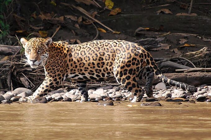 Manu National Park 4D/3N Ecotourism and Adventure - Frequently Asked Questions