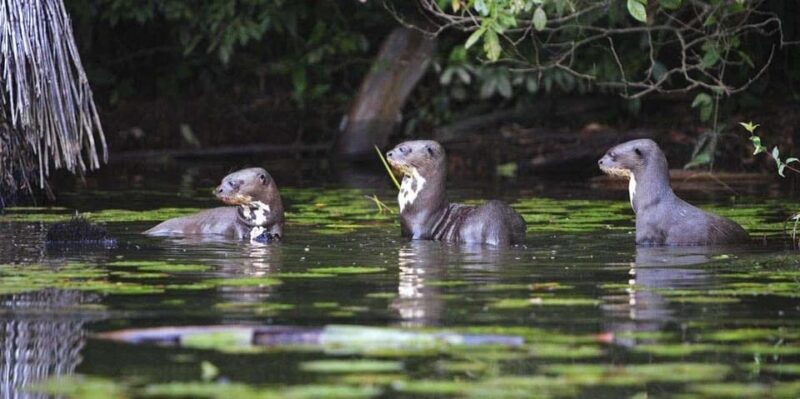 Manu National Park From Cusco - Tour Overview and Booking Info