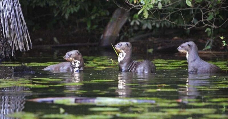 Manu National Park From Cusco - Accommodation Details