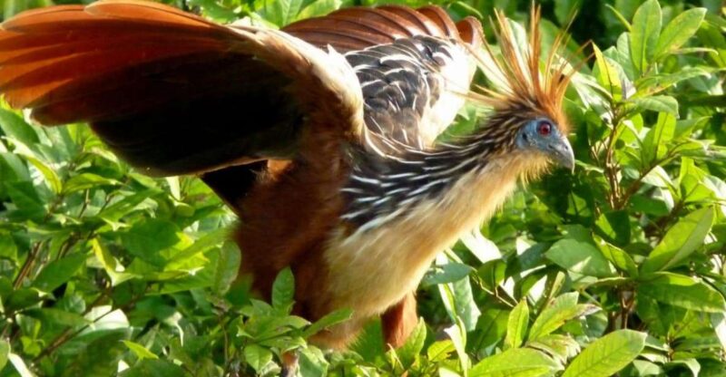 Manu National Park Reserved Zone 7 Days - Overview and Booking Details