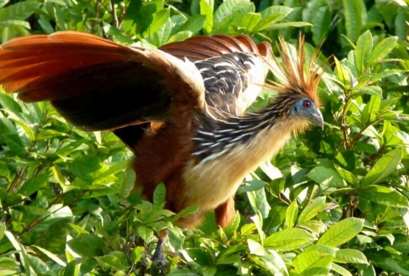 Manu National Park Reserved Zone 7 Days - Inclusions