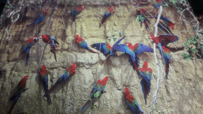 Manu National Park Reserved Zone 7 Days - Tour Languages