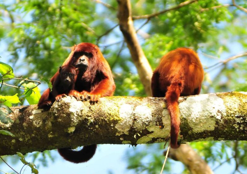 Manu National Park Tour 3 Days - Key Points