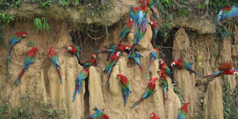 MANU PARK RESERVE AREA TOUR 6D – 5N - Itinerary Highlights