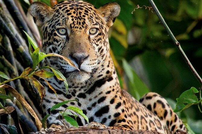 Manu Reserve Zone Tour + Jaguar and Macaw Clay Lick 7days - Key Points