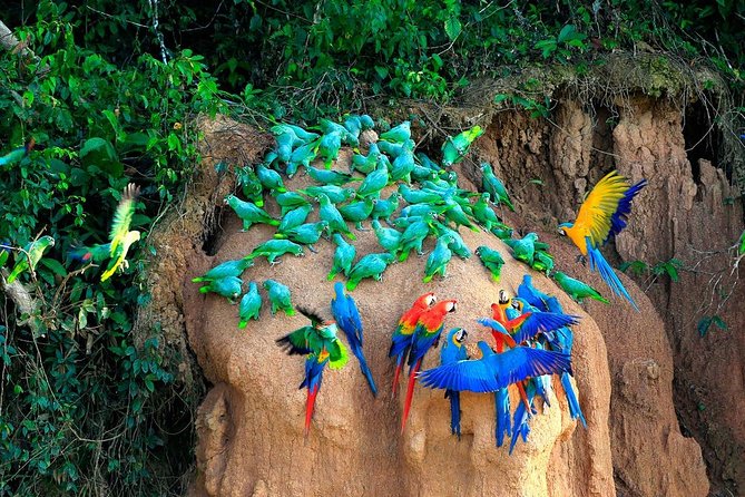Manu Reserve Zone Tour + Jaguar and Macaw Clay Lick 7days - Highlights of the Manu Reserve Zone