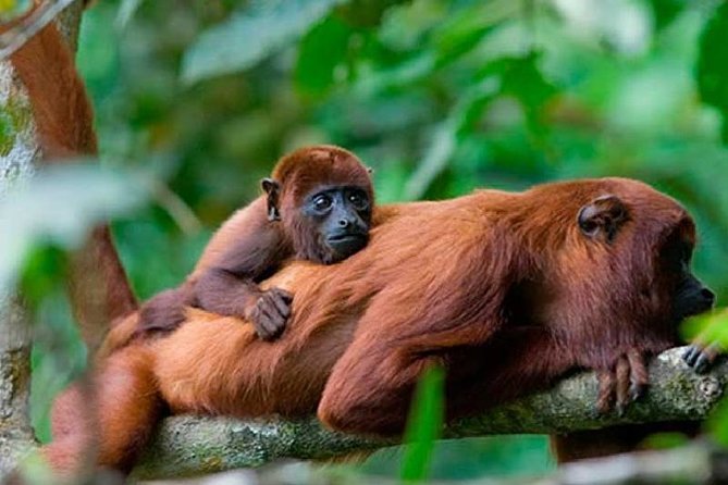 Manu Reserved Zone and Macaw Clay Lick (7 Days) - Itinerary Highlights