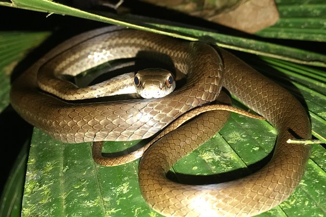 Manuel Antonio Herping Night Tour (Reptiles and Amphibians) - Included Equipment
