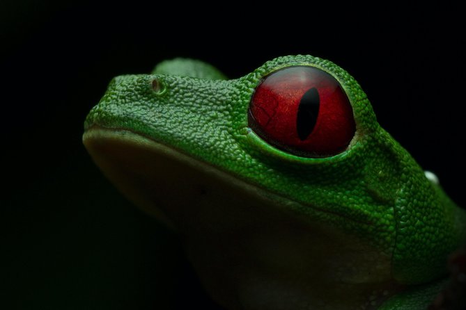 Manuel Antonio Herping Night Tour (Reptiles and Amphibians) - Traveler Reviews and Experiences