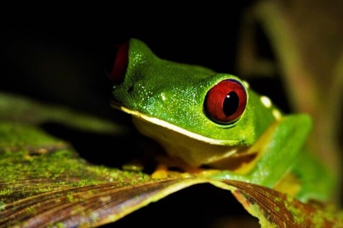 Manuel Antonio Jungle Night Tour - Key Points