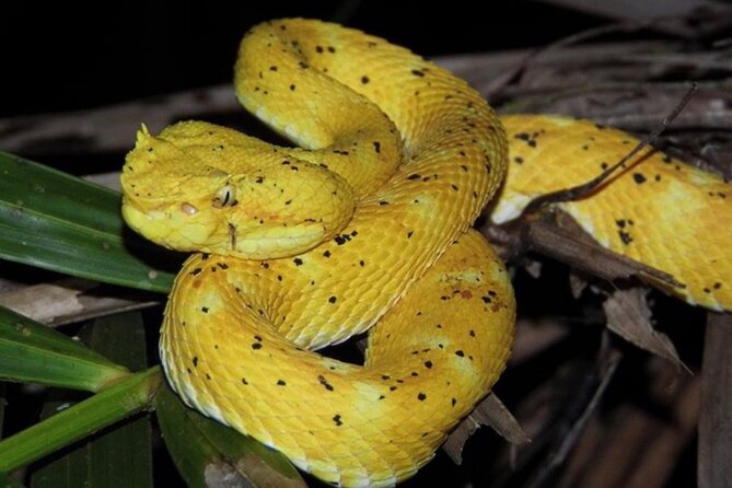 Manuel Antonio Jungle Night Tour - Meeting and Pickup Details