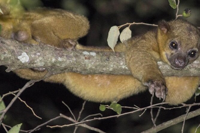 Manuel Antonio Jungle Night Tour - Accessibility and Participation