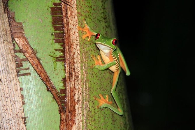 Manuel Antonio Jungle Night Tour With Pick up Included - Explore the Nocturnal Wonders