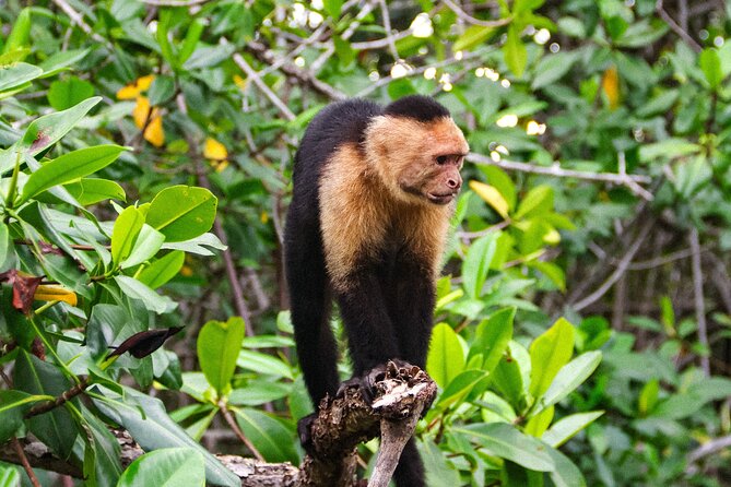 Manuel Antonio Mangrove Boat Tour - Tour Duration and Itinerary