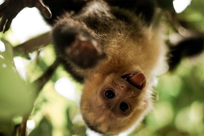 Manuel Antonio National Park - Customer Reviews and Feedback