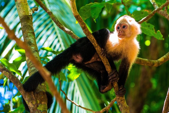 Manuel Antonio National Park Adventure - Expert Navigation and Logistics