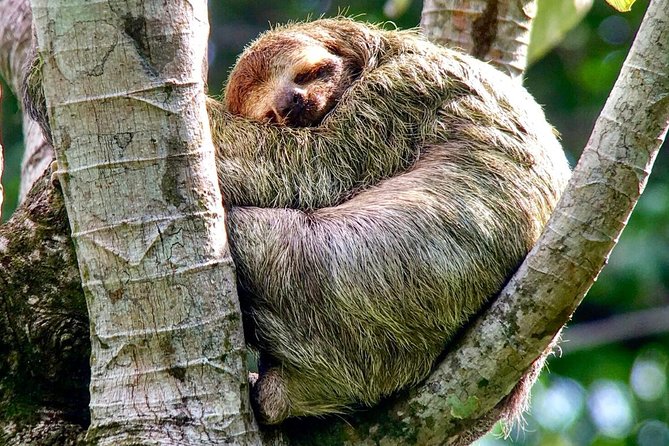 Manuel Antonio National Park Afternoon Wildlife Experience - Highlights of Wildlife Viewing