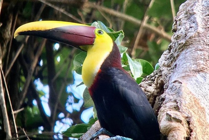 Manuel Antonio National Park Afternoon Wildlife Experience - Knowledgeable and Passionate Guides