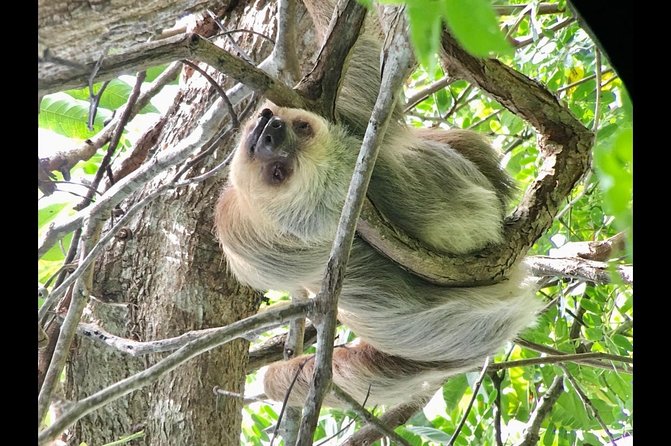 Manuel Antonio National Park Afternoon Wildlife Experience - Accessibility and Inclusions
