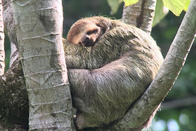 Manuel Antonio National Park Afternoon Wildlife Experience - Booking Information and Availability