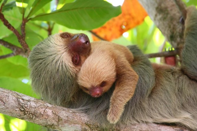 Manuel Antonio National Park Day Trip From San Jose - Inclusions and Accessibility