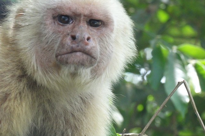 Manuel Antonio National Park Day Trip From San Jose - Important Guidelines