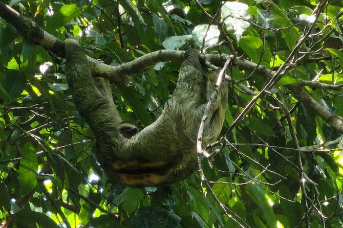 Manuel Antonio National Park Full Day Tour From San José - Reviews and Feedback