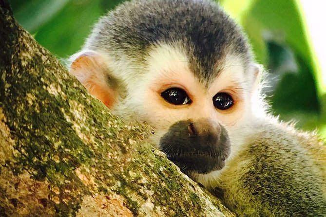 Manuel Antonio National Park Full Wildlife - Booking and Cancellation Policies