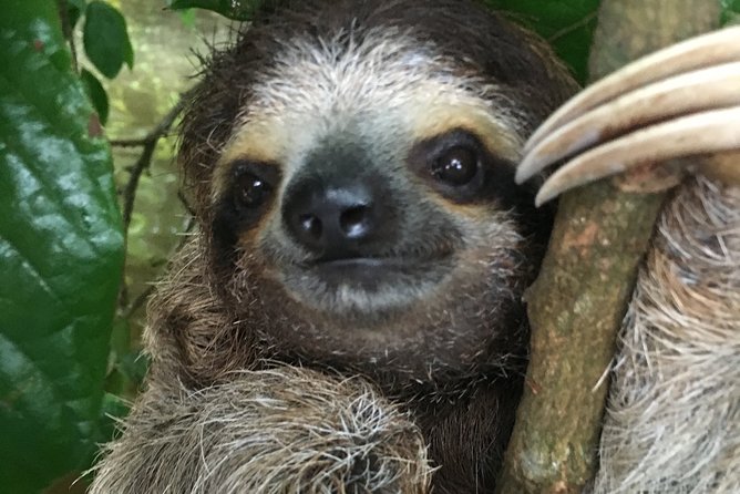 Manuel Antonio National Park Full Wildlife - Wildlife Spotting Opportunities