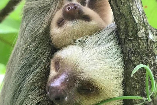 Manuel Antonio National Park Guided Tour - Meeting and Pickup Information