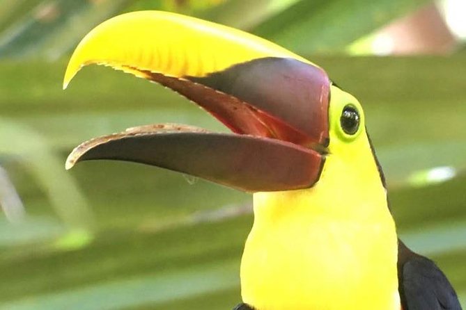 Manuel Antonio National Park Guided Tour - Guest Feedback and Recommendations