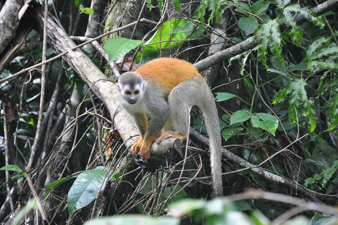 Manuel Antonio National Park Guided Tours - Customer Reviews