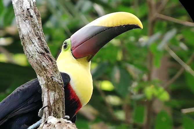 Manuel Antonio National Park Guided Tours - Beach Access