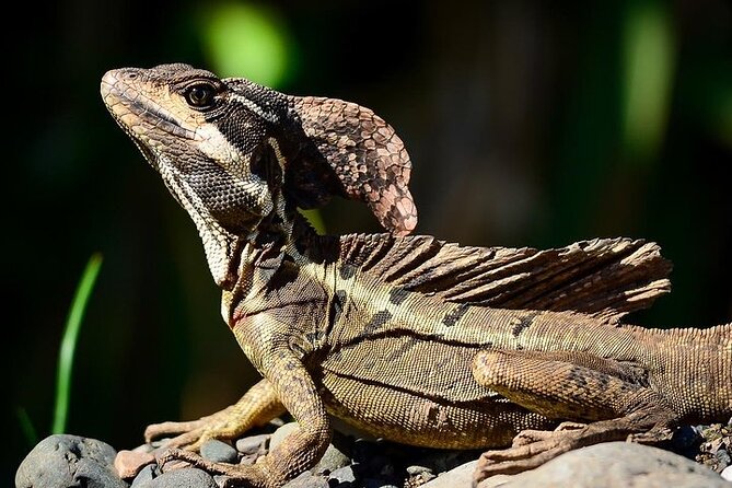 Manuel Antonio National Park Guided Walk - Accessibility and Participation