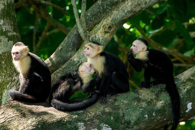 Manuel Antonio National Park Guided Walk - Customer Reviews