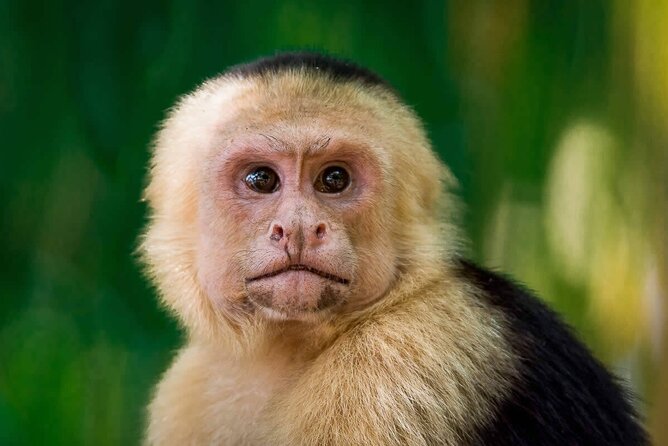 Manuel Antonio National Park Guided Walk - Exploring the Park