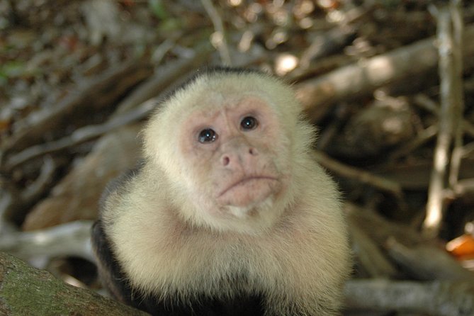 Manuel Antonio National Park Hiking Tour - Wildlife Sightings