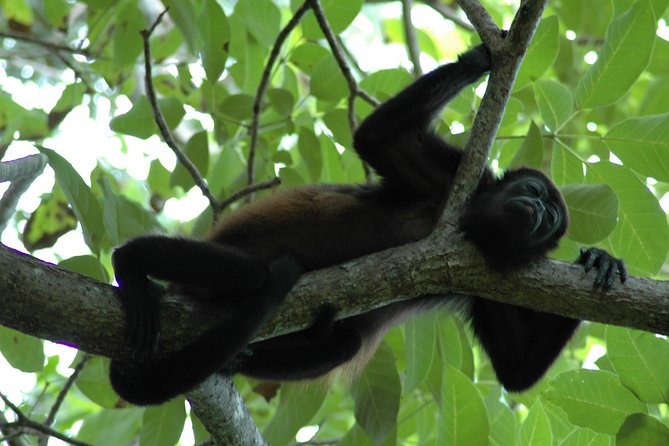 Manuel Antonio National Park Hiking Tour - Guest Reviews