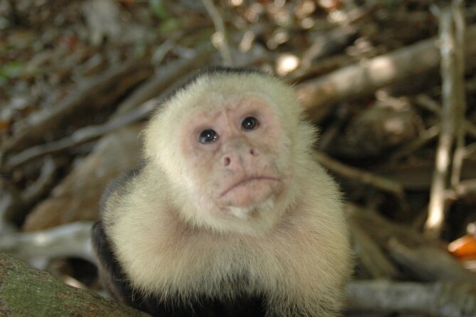 Manuel Antonio National Park Hiking Tour From Jacó - Pickup and Meeting Details