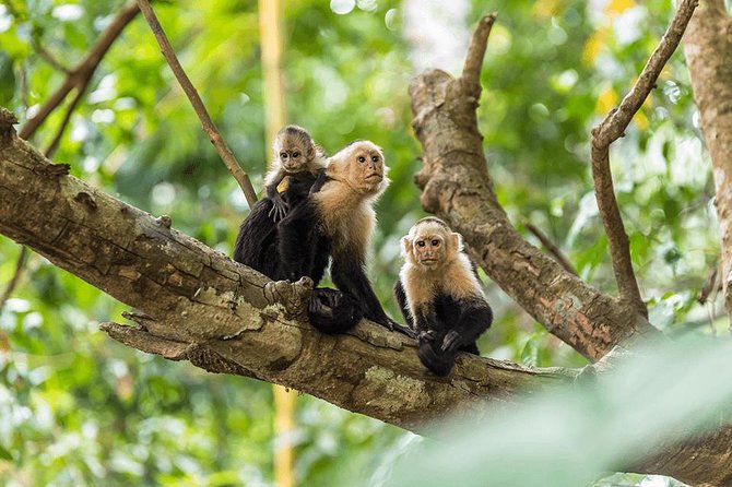 Manuel Antonio National Park One Day Tour From San Jose - Relaxation and Scenic Views