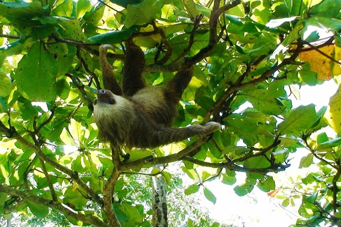 Manuel Antonio National Park Sightseeing and Wildlife Day Tour From San Jose - Wildlife and Nature Experiences