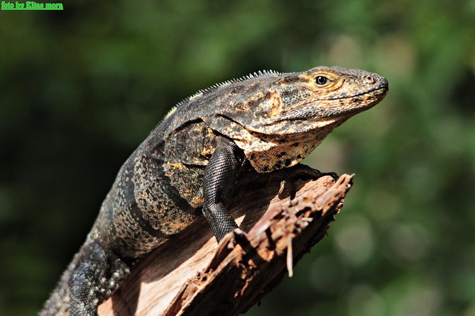 Manuel Antonio National Park Tour - Visiting Tips