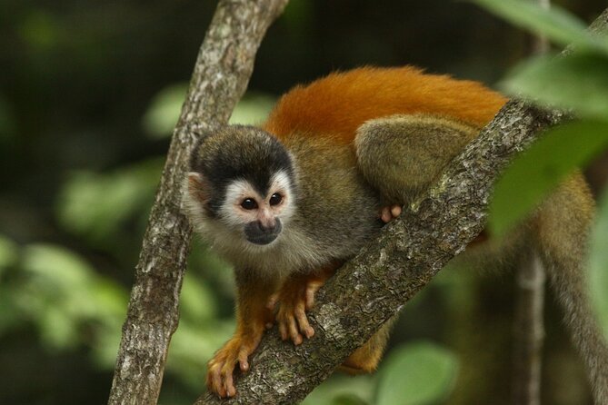 Manuel Antonio National Park Tour - Meeting and Pickup
