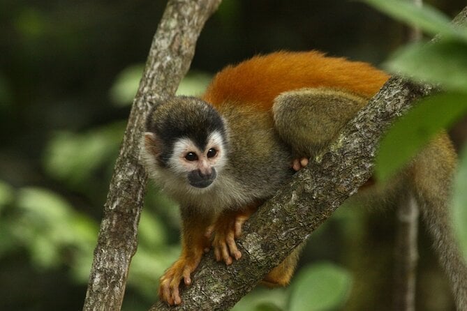 Manuel Antonio National Park Tour - Traveler Participation