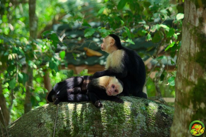 Manuel Antonio National Park Tour - Accessibility and Requirements