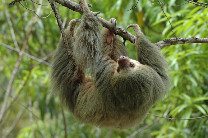 Manuel Antonio National Park Tour From Uvita - Meeting and Pickup